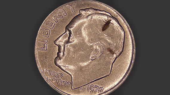 size-of-lice size-of-lice